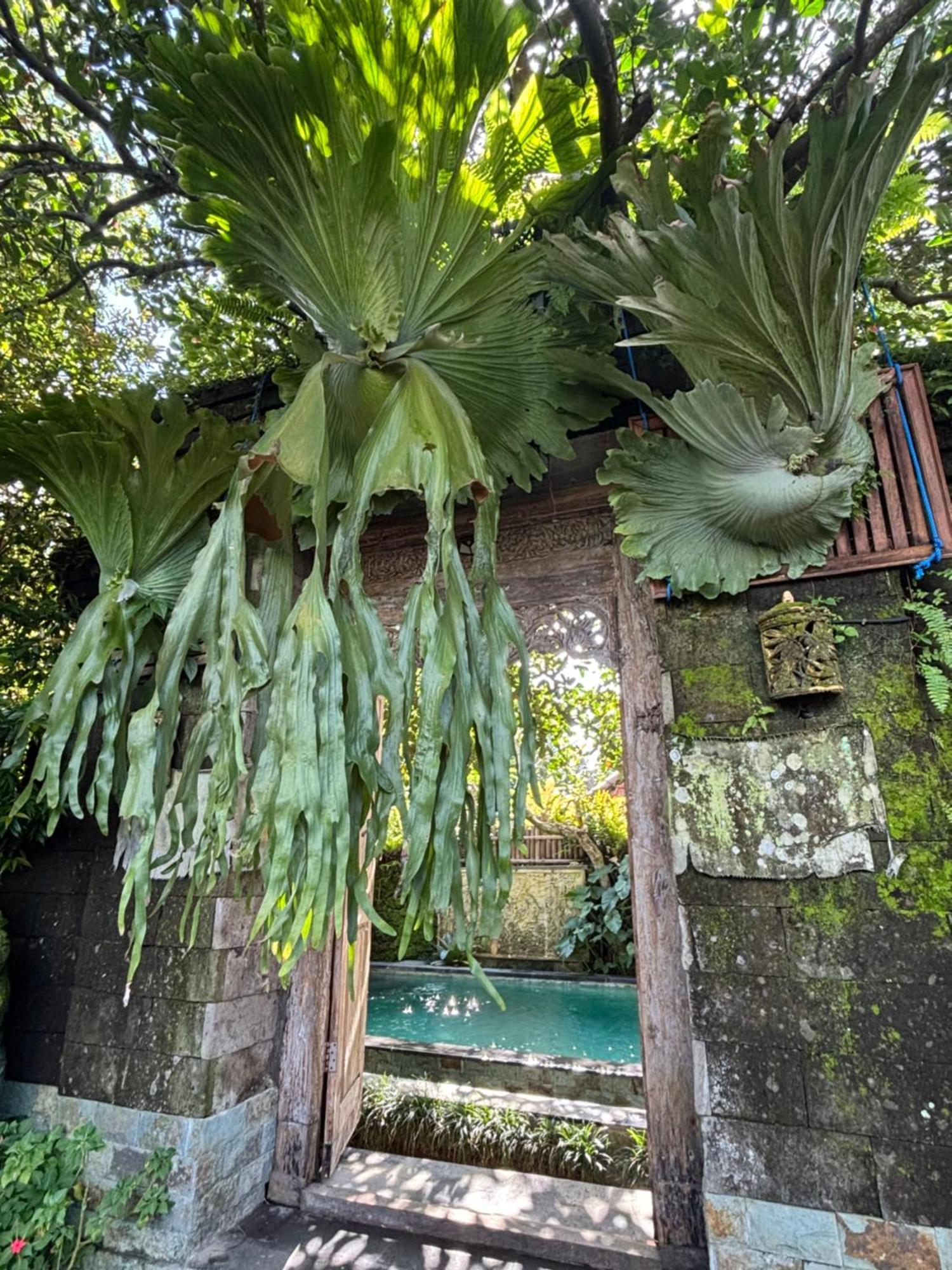 Bumbung Sari Villa อูบุด ภายนอก รูปภาพ
